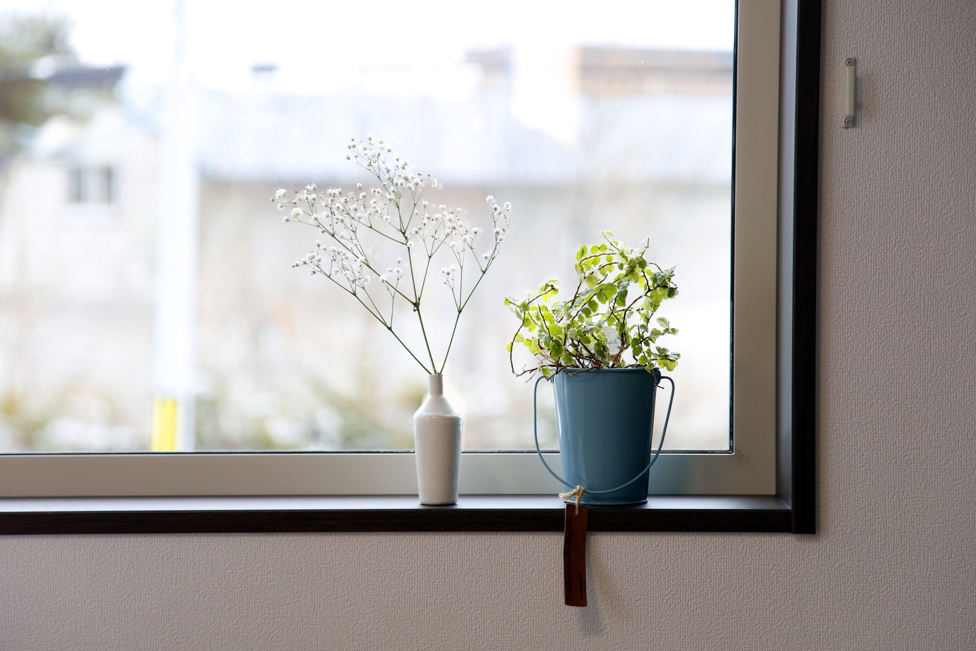 窓辺の植物画像